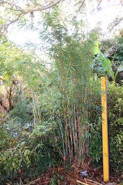 Himalayacalamus hookerianus - San Francisco Botanical Garden - DSC09929.JPG