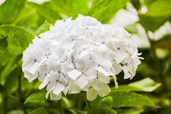Hydrangea flower white.jpg