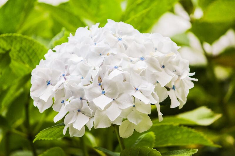 File:Hydrangea flower white.jpg