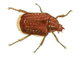 Illustrations of Exotic Entomology Cetonia Capensis.jpg