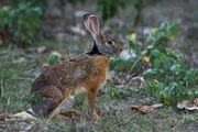 Brown and gray hare