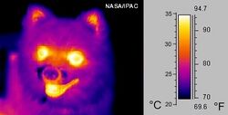 Infrared dog.jpg