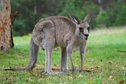 A female eastern grey kangaroo