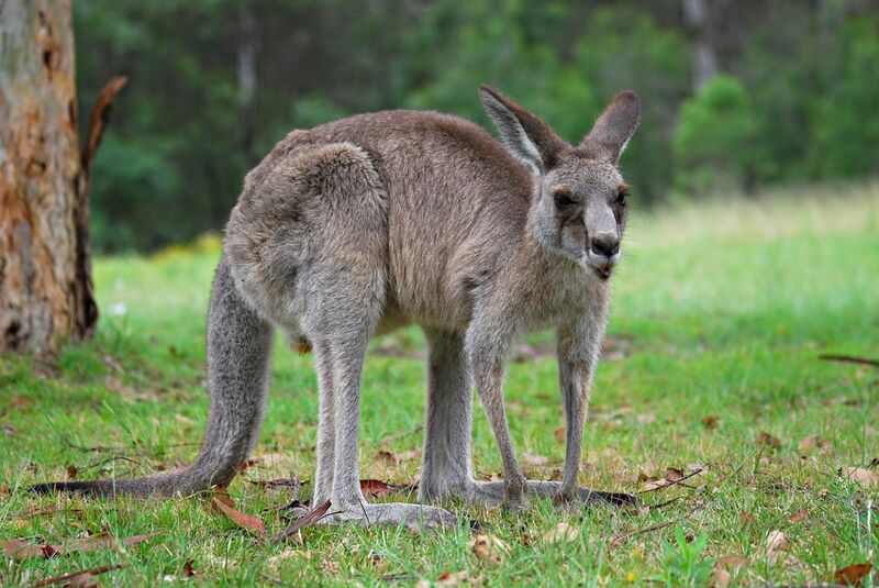 File:Kangaroo Australia 01 11 2008 - retouch.JPG