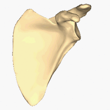 Left scapula - close-up - animation - stop at anterior surface.gif