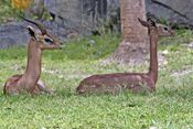 Male and female Gerenuk.jpg