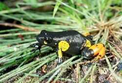 Mantella cowanii04.jpg