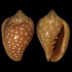 Marginella goodalli 001.jpg