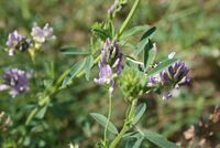 Medicago-sativa-flowers.jpg