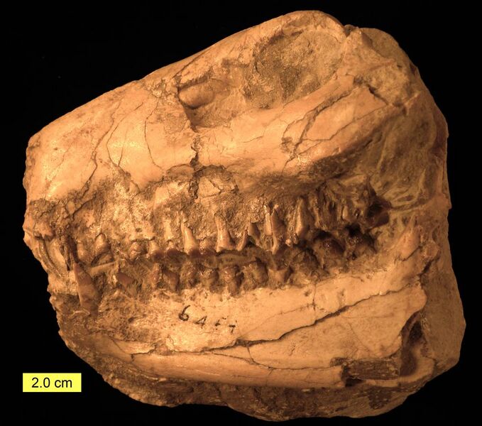File:Merycoidodon Skull Oligocene Left Side.jpg