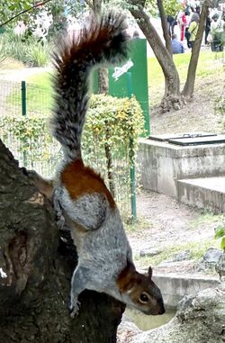 Mexican Gray Squirrel - Sciurus Aureogaster.jpg