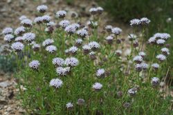 Monardella odoratissima California.jpg