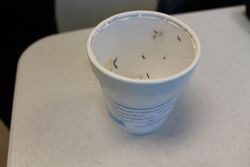Mosquitoes in cup.jpg