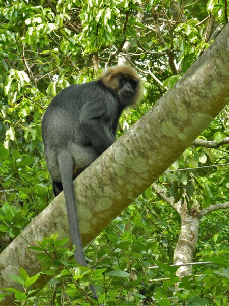 File:NILGIRI LANGUR (Trachypithecus johnii).jpg