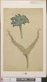 Naturalis Biodiversity Center - L.2096828 - Anoniem - Dorstenia contrajerva - Artwork.jpeg