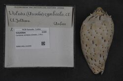 Naturalis Biodiversity Center - RMNH.MOL.210250 - Cymbiola cymbiola (Gmelin, 1791) - Volutidae - Mollusc shell.jpeg