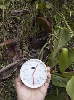 Nepenthes rajah climate.jpg