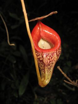 Nepenthes talangensis1.jpg