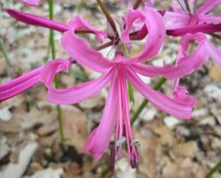 Nerine bowdenii HRM2.JPG