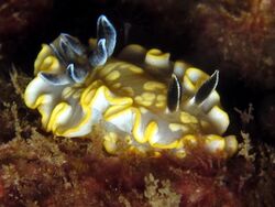 Nudibranch - Glossodoris tomsmithsoni 2.jpg