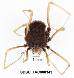 Ortholasma colossus Shear, 2010 (SDSU TAC000343) 001.jpg