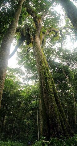 Pachyelasma tessmannii00.jpg