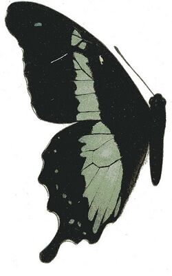 Papilio charopus.JPG