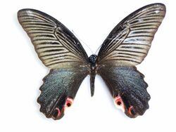 Papilio protenor Cramer, -1775-Female.JPG