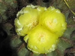 Parodia magnifica 333.JPG