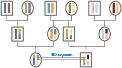 Pedigree, recombination and resulting IBD segments, schematic representation.png