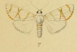 Pl.3-07-Cirrhochrista saltusalis Schaus & Clements, 1893.JPG