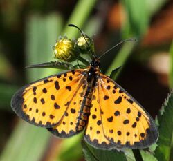 Polka Dot (Pardopsis punctatissima).jpg