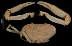 Potamocarcinus falcatus (MNHN-IU-2008-11065) 003.jpeg