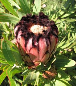 Protea neriifolia RBG.jpg