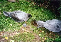 Providence Petrels Mt Gower.jpg