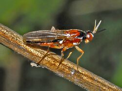 Psilidae - Loxocera aristata.JPG