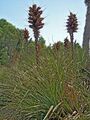 Puya chilensis-1.jpg