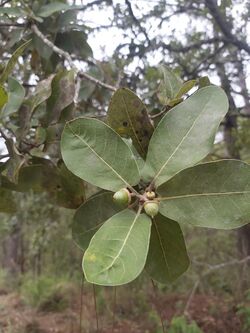 Quercus Aristata.jpg