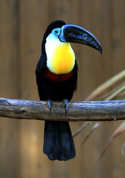 Ramphastos vitellinus -Matsue Vogel Park-8a-4c.jpg