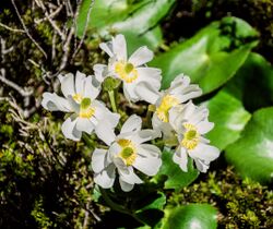 Ranunculus lyallii in Fiordland National Park.jpg
