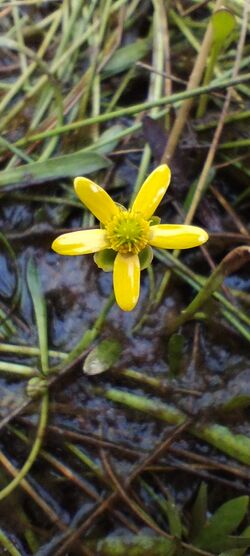 Ranunculus papulentus 1.jpg