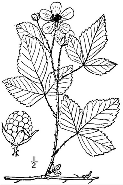 Rubus invisus Upland dewberry.png