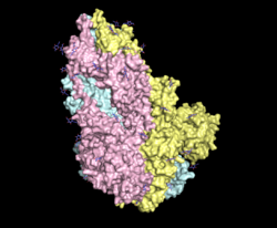 SARS-CoV-2 Spike Protein.png