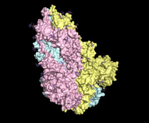 3D visualization of spike protein with 3 different subunits highlighted in different colors and solvent-facing glycans colored in blue