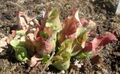 Sarracenia purpurea var venosa kz1.jpg