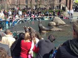 Sea lions entertaining crowd in Central Park Zoo, New York City 2.jpg