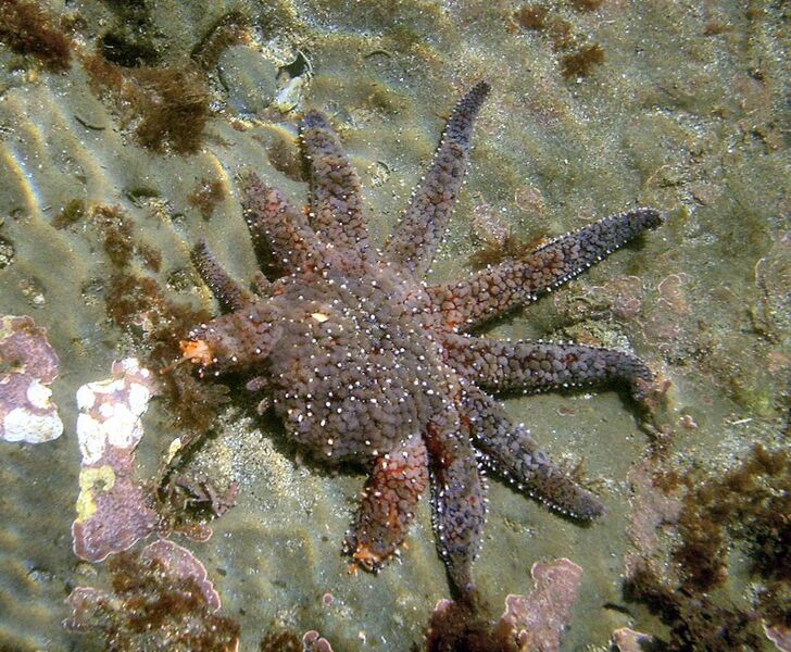 File:Sea star regenerating legs.jpg
