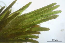 Seligeria trifaria (a, 144346-474700) 7580.JPG
