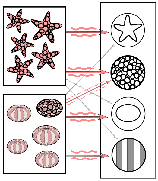 File:Simplified neural network training example.svg