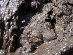Snapping turtle in Mud.JPG